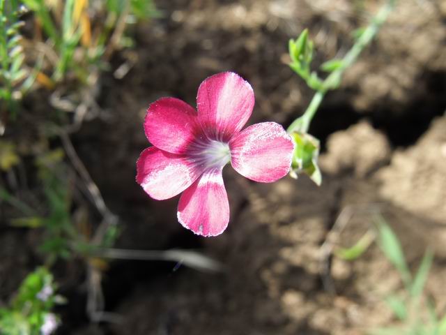 Linum decumbens / Lino rosso